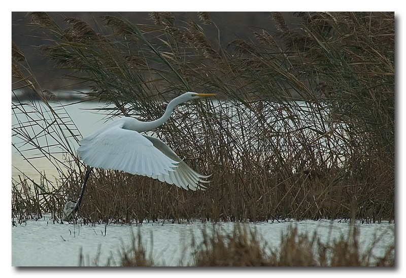 Airone bianco maggiore - Casmerodius albus